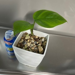 🌿ヒメモンステラ🌿
の画像