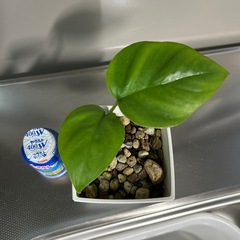 🌿ヒメモンステラ🌿
の画像