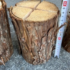 スウェーデントーチの画像