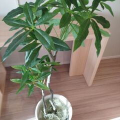 観葉植物の画像