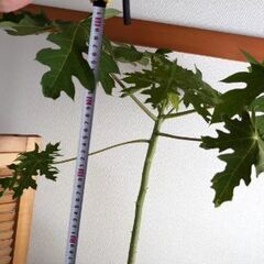 パパイヤ🫒約79センチの画像