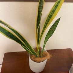 【ワンコイン】観葉植物：サンスベリア 73cmの画像
