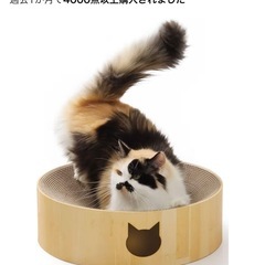 猫　爪研ぎ　猫壱　セットの画像