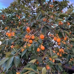 渋柿2キロ
の画像