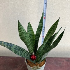 サンスベリア🎄の画像