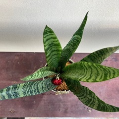 サンスベリア🎄の画像