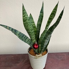 サンスベリア🎄の画像