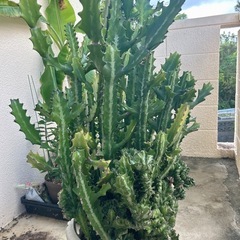 ユーフォルビア・ラクテア（魔界麒麟・マカイキリン ）多肉植物　観葉植物の画像