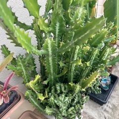 ユーフォルビア・ラクテア（魔界麒麟・マカイキリン ）多肉植物　観葉植物の画像