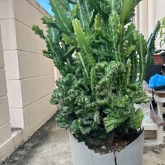 ユーフォルビア・ラクテア（魔界麒麟・マカイキリン ）多肉植物　観葉植物の画像