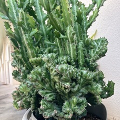 ユーフォルビア・ラクテア（魔界麒麟・マカイキリン ）多肉植物　観葉植物の画像