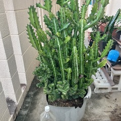 ユーフォルビア・ラクテア（魔界麒麟・マカイキリン ）多肉植物　観葉植物の画像