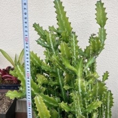 ユーフォルビア・ラクテア（魔界麒麟・マカイキリン ）多肉植物　観葉植物の画像