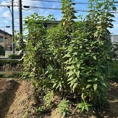 🌻 無農薬・自家栽培の「菊芋（キクイモ）」お譲りします！の画像