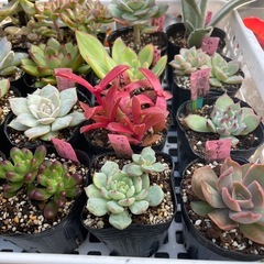 🌵多肉植物あ　　1ポット100円の画像