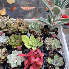 🌵多肉植物あ　　1ポット100円の画像