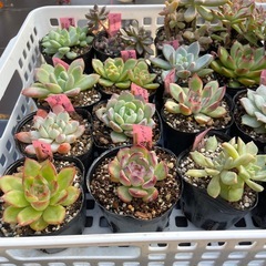 🌵多肉植物あ　　1ポット100円の画像