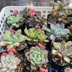 🌵多肉植物あ　　1ポット100円の画像