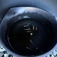 メダカ　菊銀紅玉　５匹セット　1800円　1名様限定の画像