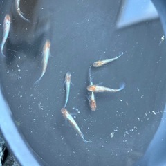 メダカ　菊銀紅玉　５匹セット　1800円　1名様限定の画像