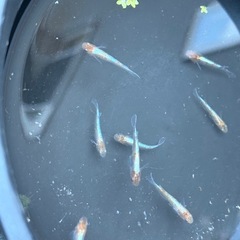 メダカ　菊銀紅玉　５匹セット　1800円　1名様限定の画像