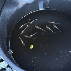 メダカ　菊銀紅玉　５匹セット　1800円　1名様限定の画像