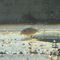 熱帯魚　の画像