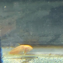 熱帯魚　の画像