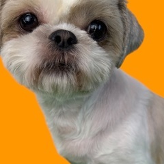 お利口さんなシーズー(5歳)女の子！