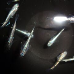 (決まりました)めだか（碧）15匹の画像