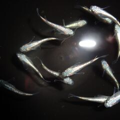 (決まりました)めだか（碧）15匹の画像