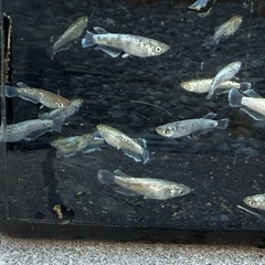 メダカ　飛輪キッシング　5匹セット2000円　1名様限定の画像