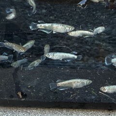 メダカ　飛輪キッシング　5匹セット2000円　1名様限定の画像