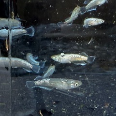 メダカ　飛輪キッシング　5匹セット2000円　1名様限定の画像