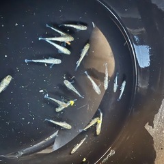 メダカ　飛輪キッシング　5匹セット2000円　1名様限定の画像