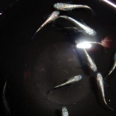 (決まりました)めだか（碧）15匹の画像