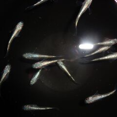 (決まりました)めだか（碧）15匹の画像
