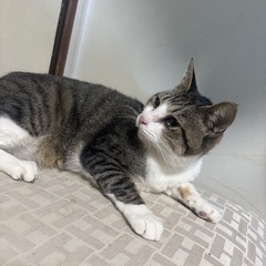 猫ちゃん、ちー君❤️