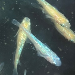 セール❗️ メダカ　レクリス　20匹の画像