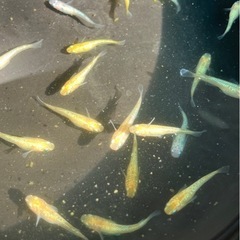 セール❗️ メダカ　レクリス　20匹の画像