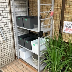 セール❗️ メダカ　レクリス　20匹の画像