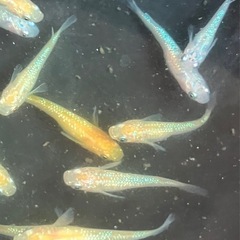 セール❗️ メダカ　レクリス　20匹の画像