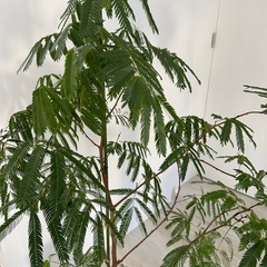 【引取限定】エバーフレッシュ145cmの画像