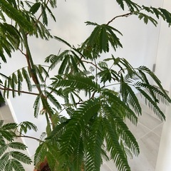 【引取限定】エバーフレッシュ145cmの画像