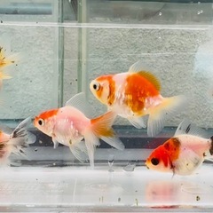 金魚 ★8匹セット★ローズテールオランダ2～4cm前後の画像