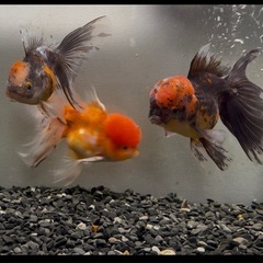 金魚 ★8匹セット★ローズテールオランダ2～4cm前後の画像