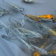 ラメメダカ　中　小　50匹ぐらいの画像