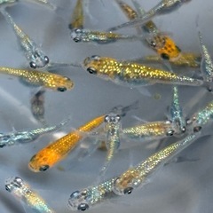 ラメメダカ　中　小　50匹ぐらいの画像