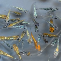 ラメメダカ　中　小　50匹ぐらいの画像