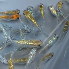 ラメメダカ　中　小　50匹ぐらいの画像